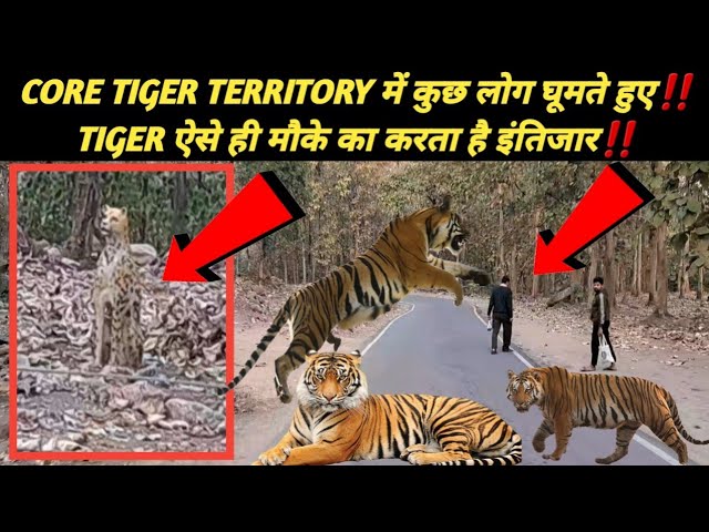 CORE TIGER TERRITORY में कुछ लोग घूमते हुए‼️TIGER ऐसे ही मौके का करता है इंतिजार‼️🐅🐅