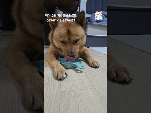 20250208 산책 후 먹는 간식 a snack after a walk - 따야 Ddaya# #따야 #Ddaya #jindo #왕크왕귀 #puppy #jindodog #진돗개