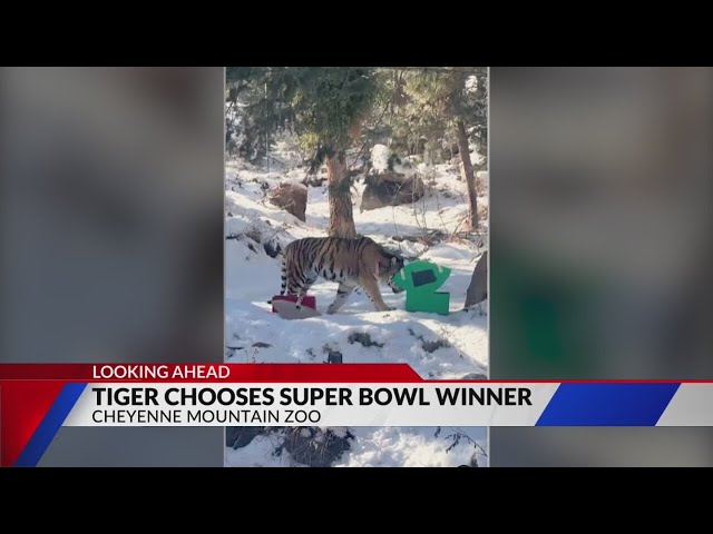 CMZoo tiger Chewy makes Super Bowl prediction