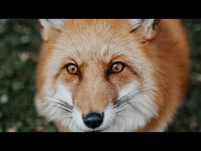 Fox Den Cam (SaveAFox)