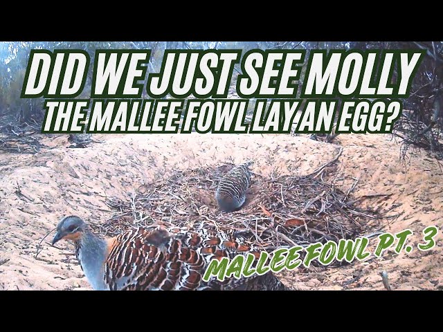 Did this ENDANGERED Mallee Fowl just lay an egg? - Mallee Fowl Part 3