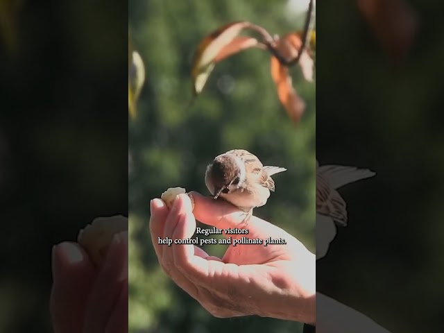 Why Feed your Garden Birds? #birdfeeding #birdseed #liveworms #britishbirds