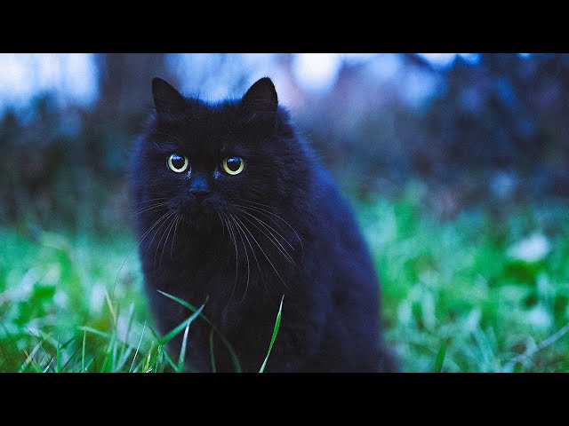 Windy Garden ASMR with Cats: 4K Peaceful Winter Sounds