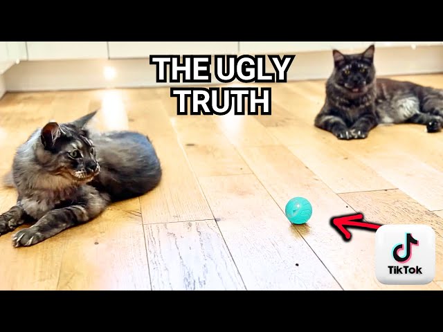 Interactive Cat Toys: UGLY Truth TikTok Users Don't See