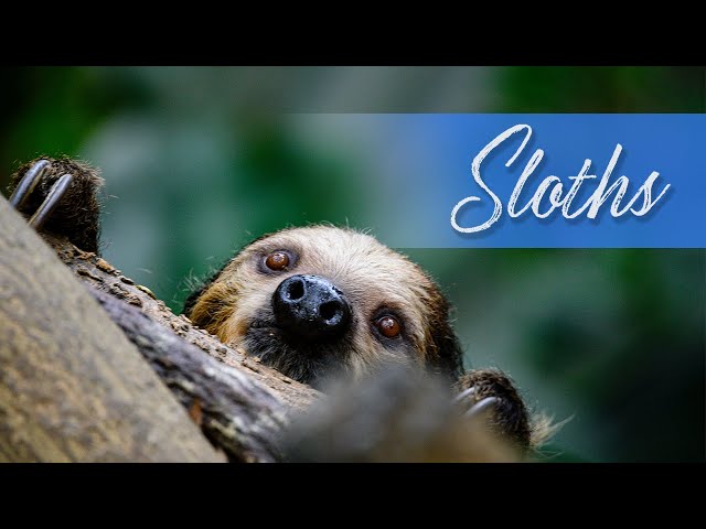 Relaxing Rainforest Music 2021 | Natural Sloth Habitat