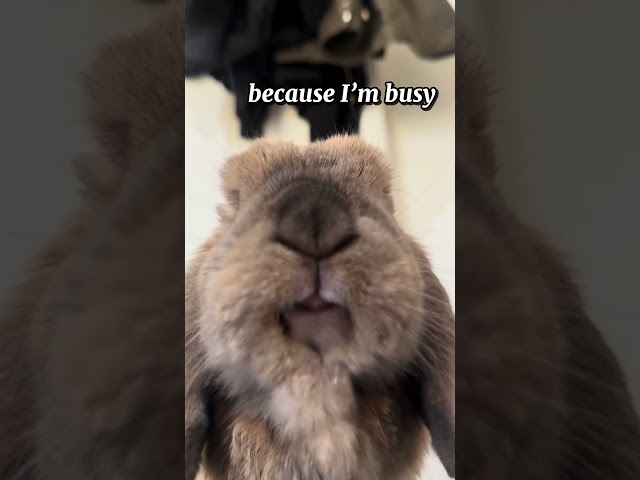 busy boy 💕#subscribe #shorts #funny #fyp #bunny #animals #cute #aesthetic