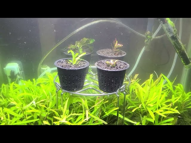 Underwater Lawn - CO2 Injected Fish Tank