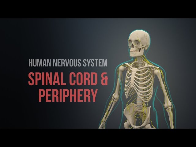 How the Human Nervous System Works | 3D Animation Explained