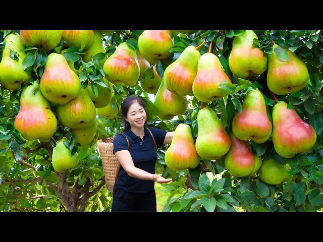 Harvesting Blue Pear & Goes To Market Sell | Gardening And Cooking | Lý Tiểu Vân