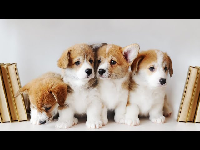 Funny Dogs|| Cute Funny Dogs/puppies Videos 😂😂