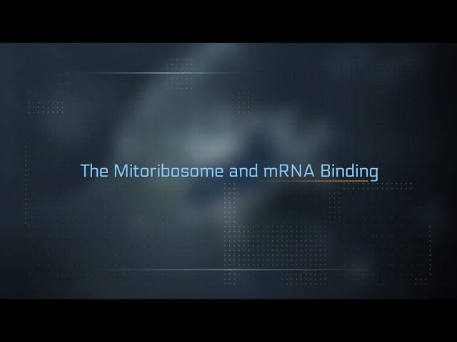 The Mitoribosome & mRNA Binding