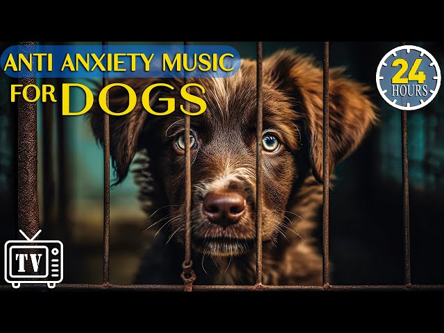 24 Hours of Anti Anxiety Music for Dogs: Videos to Entertain and Chill for Dog Out & Calm Stress Dog