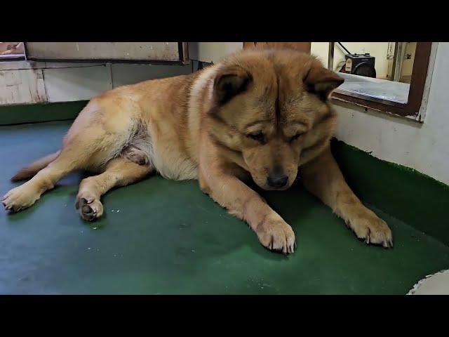 20230503 A dog living on a ship - a friend who exercises the most when going to the toilet 변 보러 갈 때