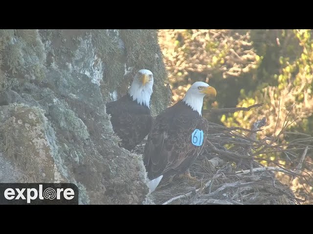 West End Bald Eagle Nest Low Cam powered by EXPLORE.org