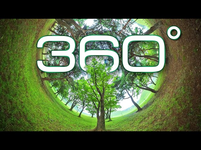 360° Video, Nature Sounds of Forest for Relaxing | 8K VR video