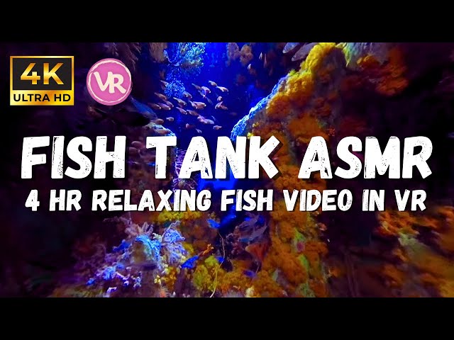 4k Tranquil Aquarium Views with calming underwater ambience, Relaxation Video