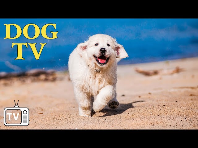 DOG TV: The Best Video Entertainment to Relax Your Dog When Home Alone - Music Collection for Dog