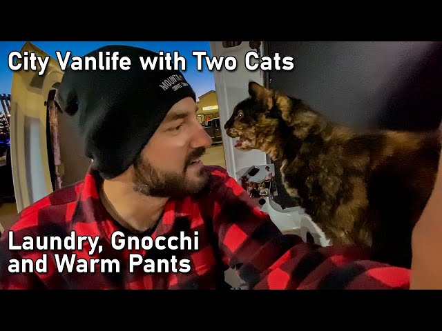 Vanlife with 2 Cats - Meet Stella and Penny | Van Laundry and Cooking...without a Fan?