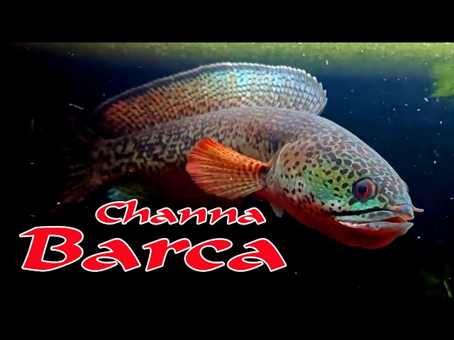 the beauty of the channa barca fish, the price is 1664,96 dollars which is very enchanting