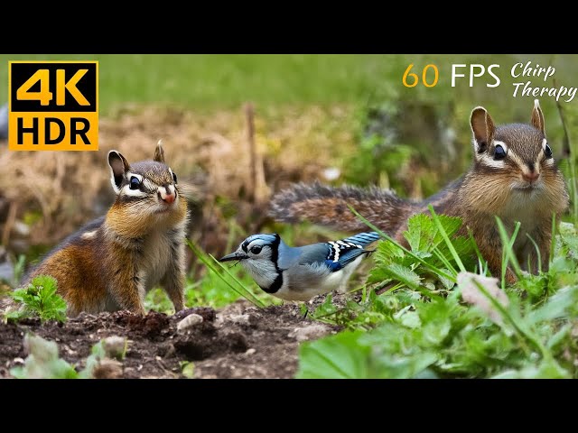 Cat TV for Cats to Watch: Exciting Summer with Beautiful Birds and Squirrels 🐿8 Hours 4K HDR