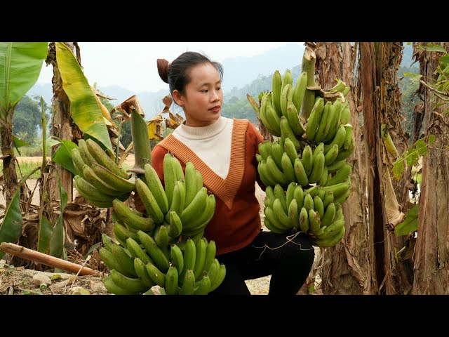 Harvest bananas to sell at the market - Country Chicken Stew l Lý Thị Sai