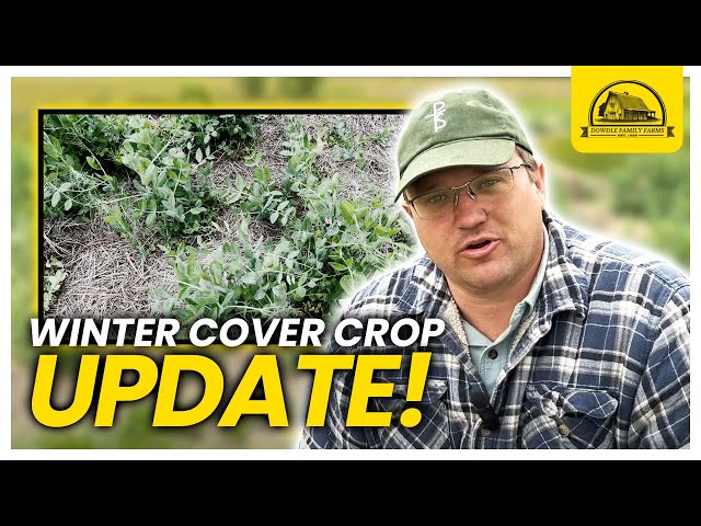 January Cover Crop Planting Update: How Has It Performed?