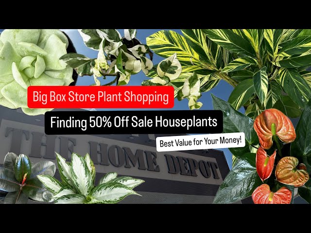 Big Box Store Plant Shopping 50% off Half Price Houseplants at Home Depot Cheap Plants Great Value