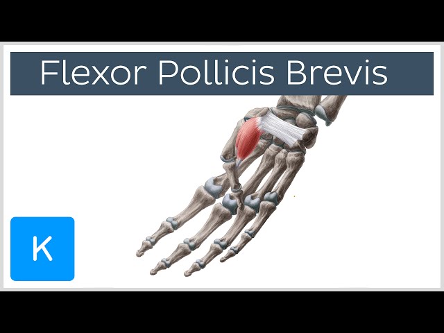 Flexor Pollicis Brevis Muscle - Origins & Function - Human Anatomy | Kenhub