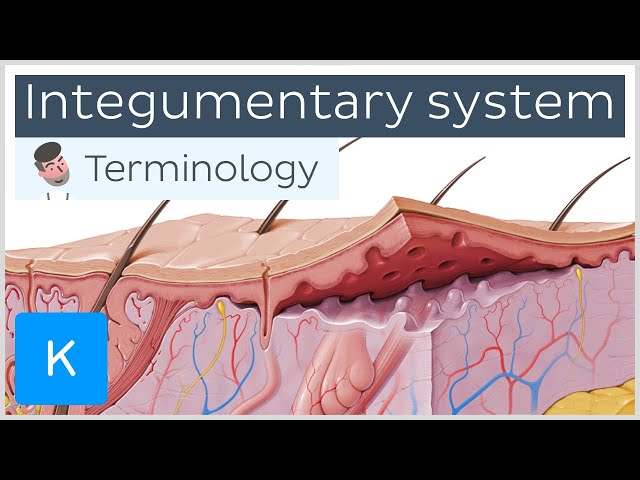 Integumentary system - Anatomical terminology for healthcare professionals | Kenhub