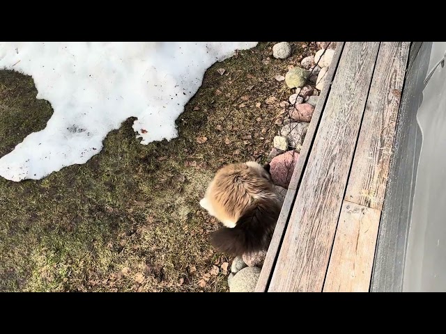 Ragdollcats exploring new backyard, a brave new world to uncover 🤠🤠🤠