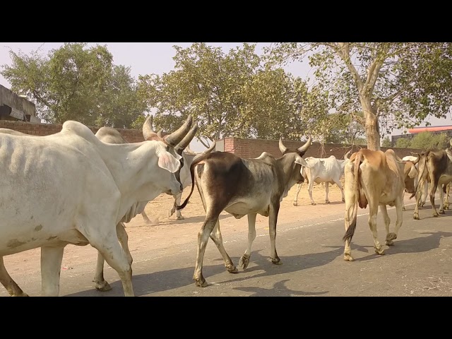 funny cow dance | Cow Video