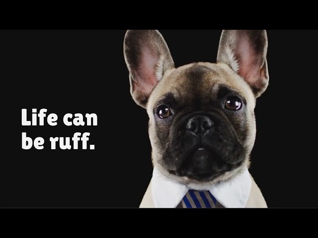 Life can be ruff, but it doesn't have to! uMore is here to help you better manage your stress.