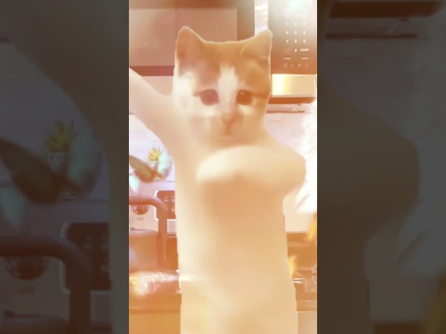 Cat Dance #petdance #meow #cat