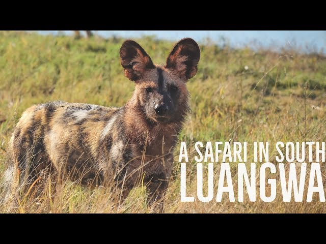 Zambia's South Luangwa National Park