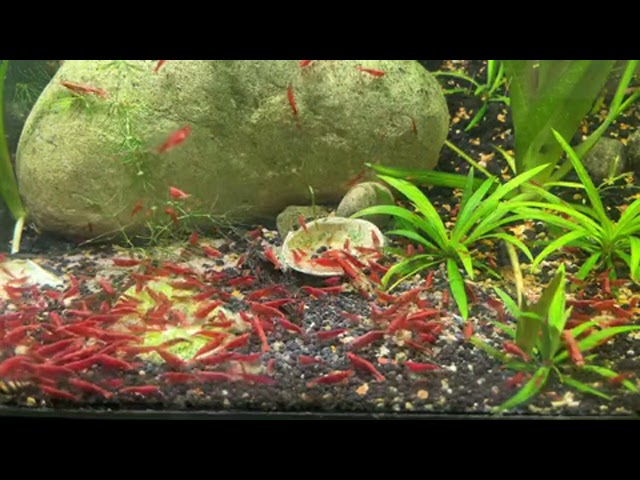 Highlight 0:34 - 5:34 from LIVE STREAM | SHRIMP Tank Feed 1000s in a Planted AQUARIUM HQ Work Backgr