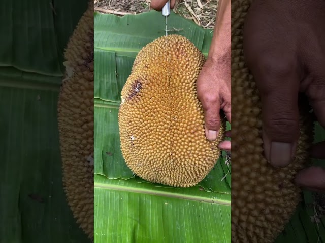 Amazing Jackfruit From Indonesia #jackfruit