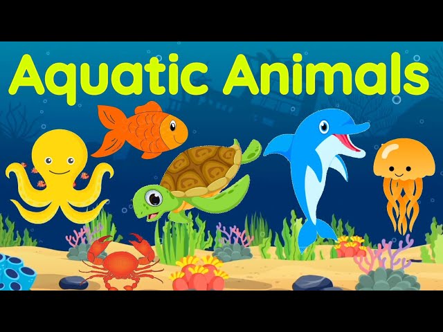 Aquatic animals | Sea animals | Aquatic animals for kids | Sea animals for kids | Water animals