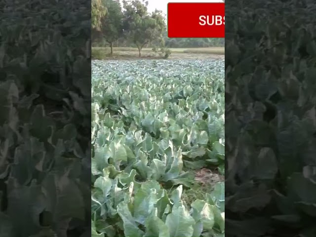 Cauliflower Farming Business - Vegetable Farming - #youtubeshorts #shortvideo #viralshorts