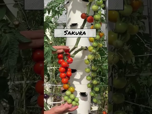 VERTICAL FARMING TOMATOES ON AN  AEROPONIC TOWER #hangingtomatoes #tomatoes