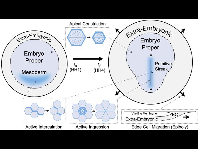 Mattia Serra: Control of Modular Tissue Flows Shaping the Embryo in Avian Gastrulation