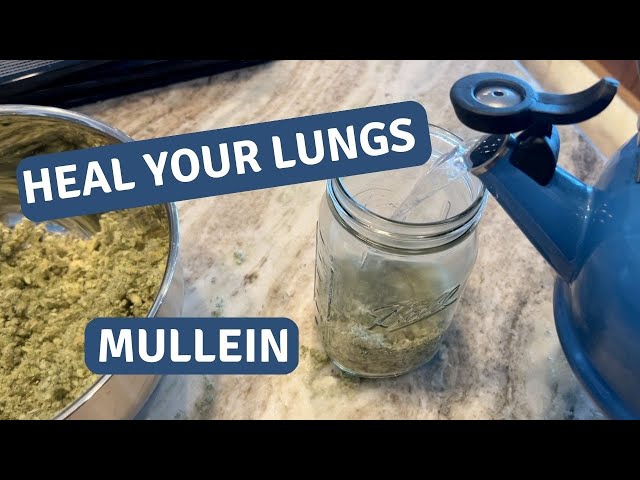 Boost Your Lung Health Naturally: A Step-by-Step Guide to Making Mullein Tea