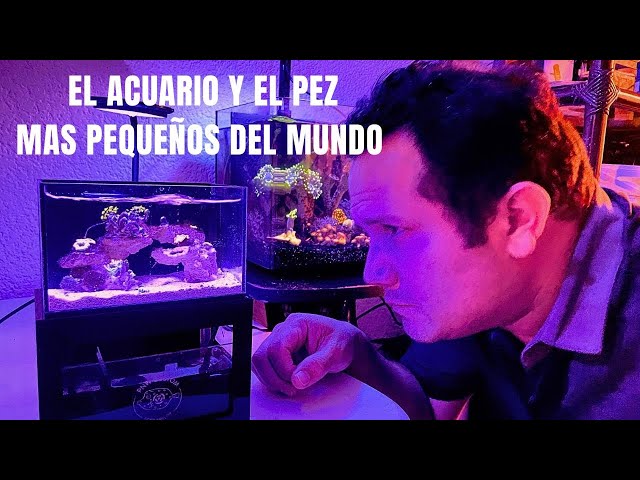 El pez más pequeño del mundo