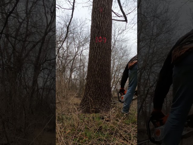 Spur cutting a nice walnut tree #yeahboy #reality #verticalvideo #action #logging #documentary