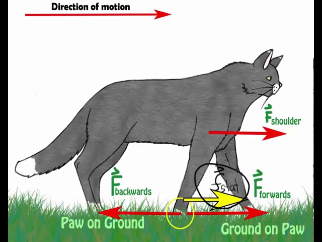 Physics of Walking MZ