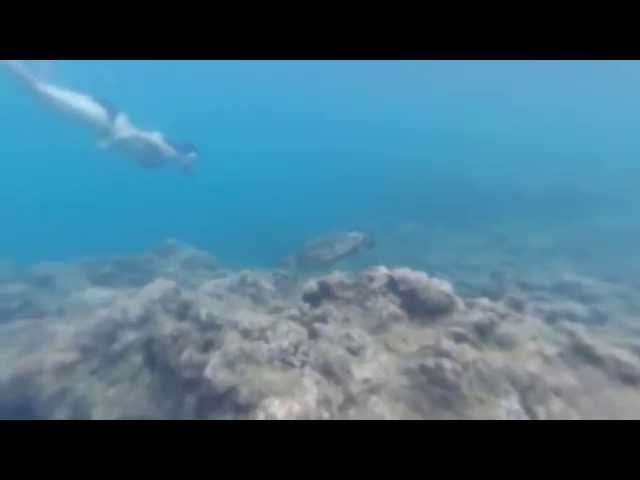 RAW VIDEO: Sea Turtle Encounter. Tunnels Beach. Kauai. August 2015.