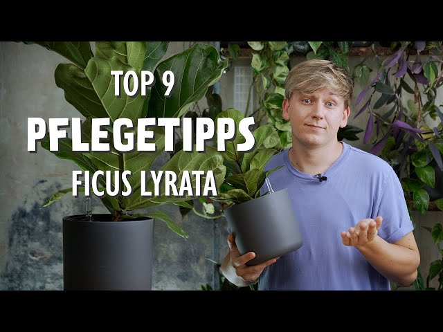 Die 9 WICHTIGSTEN Pflegetipps für deine Geigenfeige (Ficus lyrata) 😲