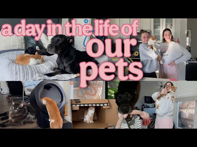 day in the life: PETS EDITION 🐾