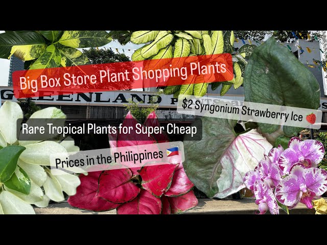 Big Box Store Plant Shopping Alternative Shop Local Plant Nurseries Philippines Tropical Plant