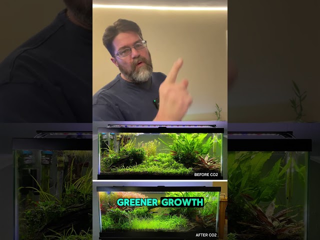 How to Instantly Boost Aquarium Plant Growth!