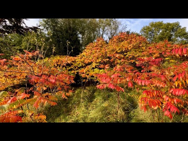 A beautiful walk into woods to checkup on flock grazing there